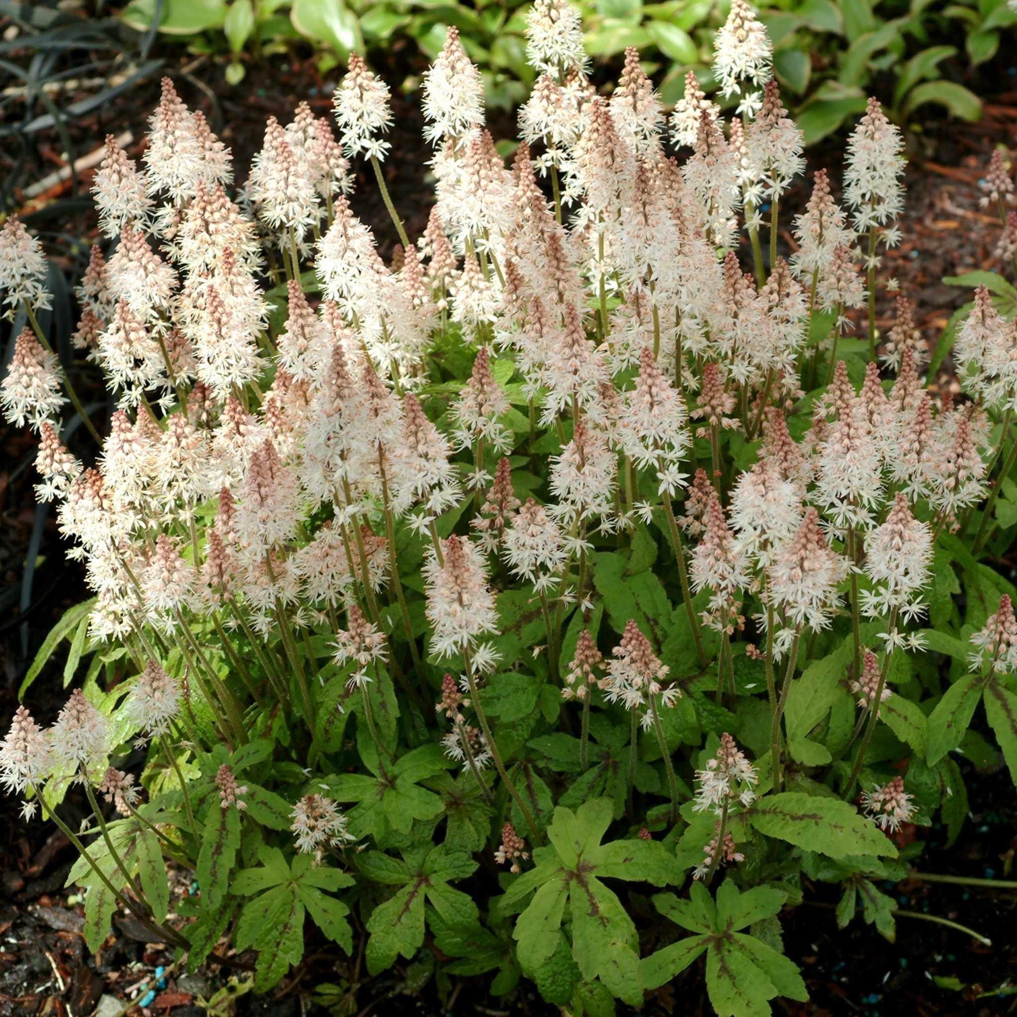 Close-up of delicate white star-shaped flowers of Tiarella ‘Spring Symphony’ above deeply lobed green foliage.