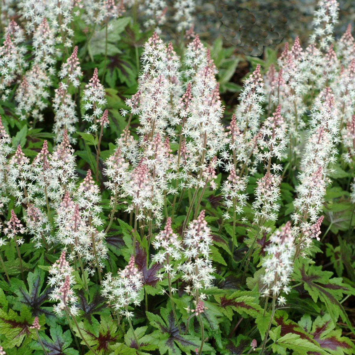 Close-up of Tiarella ‘Sugar and Spice’ with airy white flower spikes above deeply lobed green foliage marked with dark central veining.