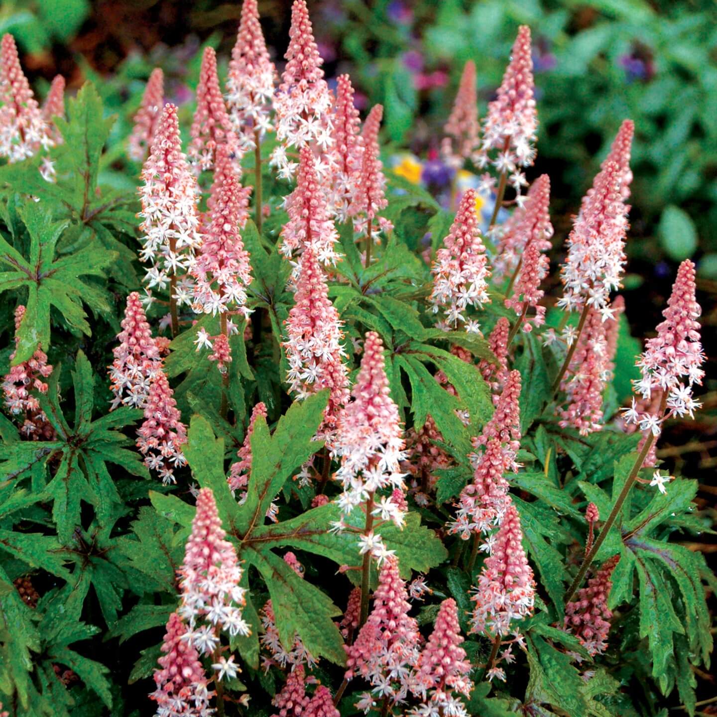 shade loving low growing perennial with interesting green foliage with pink and white spike like flowers.