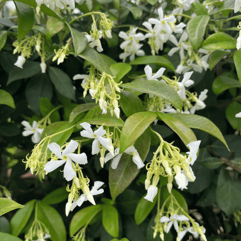 Close-up of glossy dark green Trachelospermum jasminoides foliage with clusters of fragrant white star-shaped flowers climbing against supports.