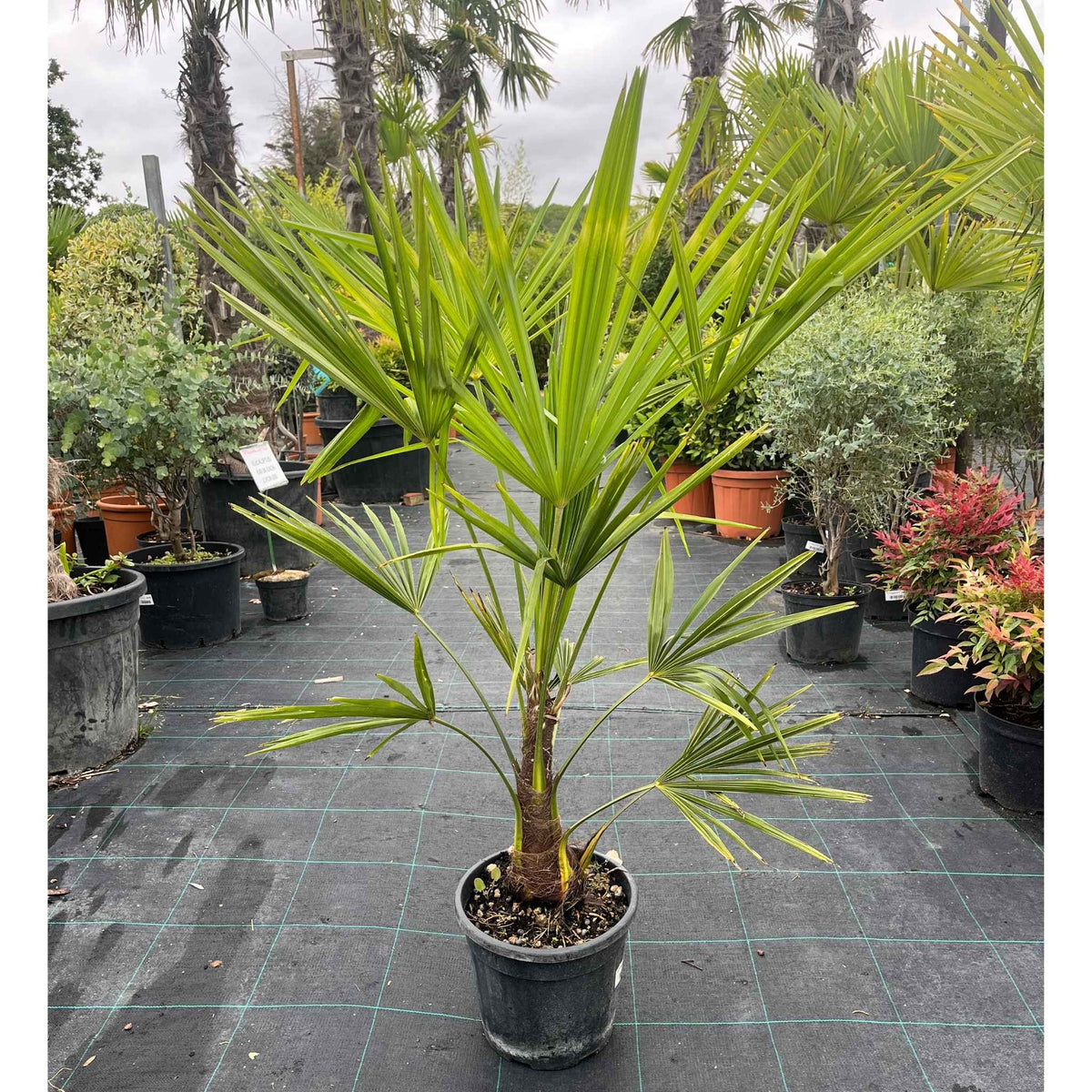 A potted fan palm tree with bright green leaves in a black nursery pot, situated on a tiled outdoor nursery floor surrounded by other potted plants.