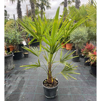 A potted fan palm tree with bright green leaves in a black nursery pot, situated on a tiled outdoor nursery floor surrounded by other potted plants.