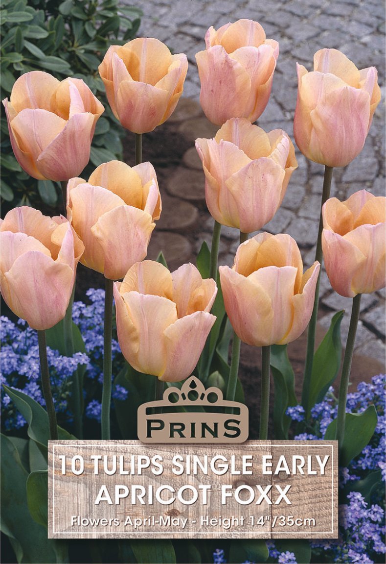 A cluster of peach apricot tulips with soft pink tips and green stems, photographed outdoors among small blue flowers and a stone path. A label at the bottom reads 'PRINS 10 TULIPS SINGLE EARLY APRICOT FOXX'.