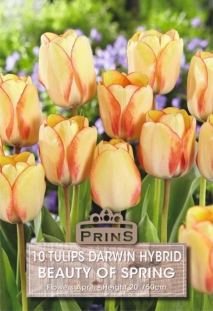 A pack of 10 Prin's Darwin Hybrid Beauty of Spring tulips, featuring pale yellow petals with reddish-orange veining and green stems, shown in a garden setting with a product label overlay.
