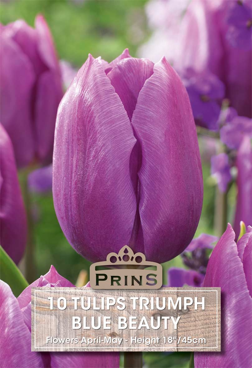 A close-up of a purple tulip in bloom with blurred purple flowers and green foliage in the background. A text label at the bottom reads 'PRINS 10 TULIPS TRIUMPH BLUE BEAUTY Flowers April-May - Height 18-45cm'.