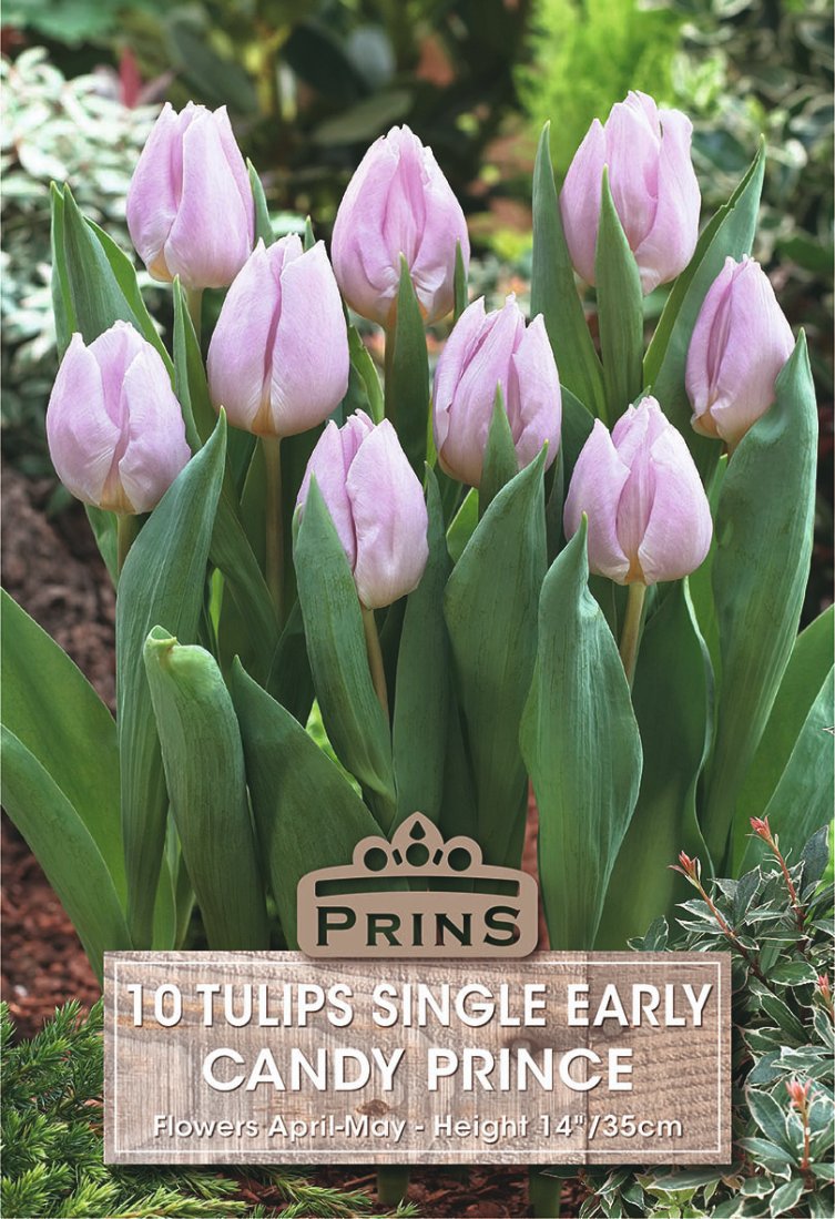 A pack of 10 'Candy Prince' single tulips in light pink, shown in a garden setting with green foliage and a wooden label overlay at the bottom.
