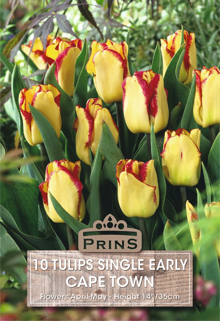 A pack of 10 'Prins Single Early Cape Town' tulips, showing vibrant yellow tulips with deep red margins and green leaves, with a product label overlay at the bottom.