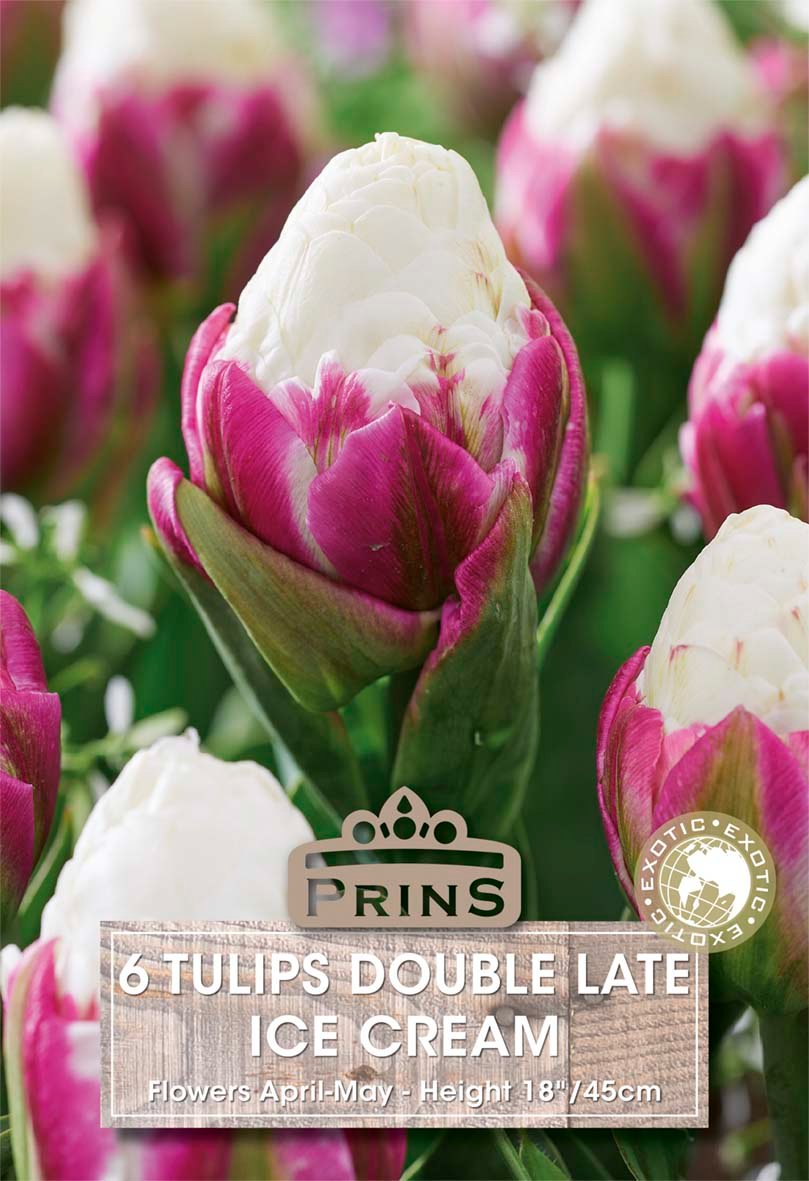 A close-up of tulip buds in shades of cream, white, and magenta-pink with green foliage. A label at the bottom reads 'PRINS 6 TULIPS DOUBLE LATE ICE CREAM' with flower and height details.