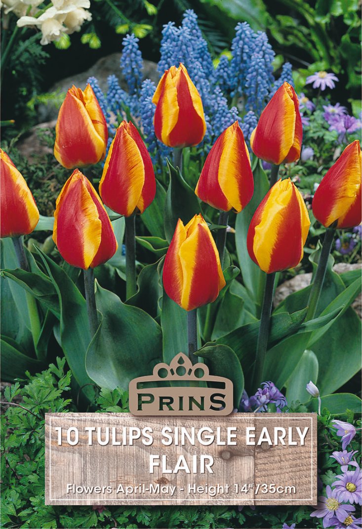 A garden-style product image showing multiple early-flair tulips with red and yellow petals, green foliage, and a wooden label reading 'PRINS 10 TULIPS SINGLE EARLY FLAIR'.