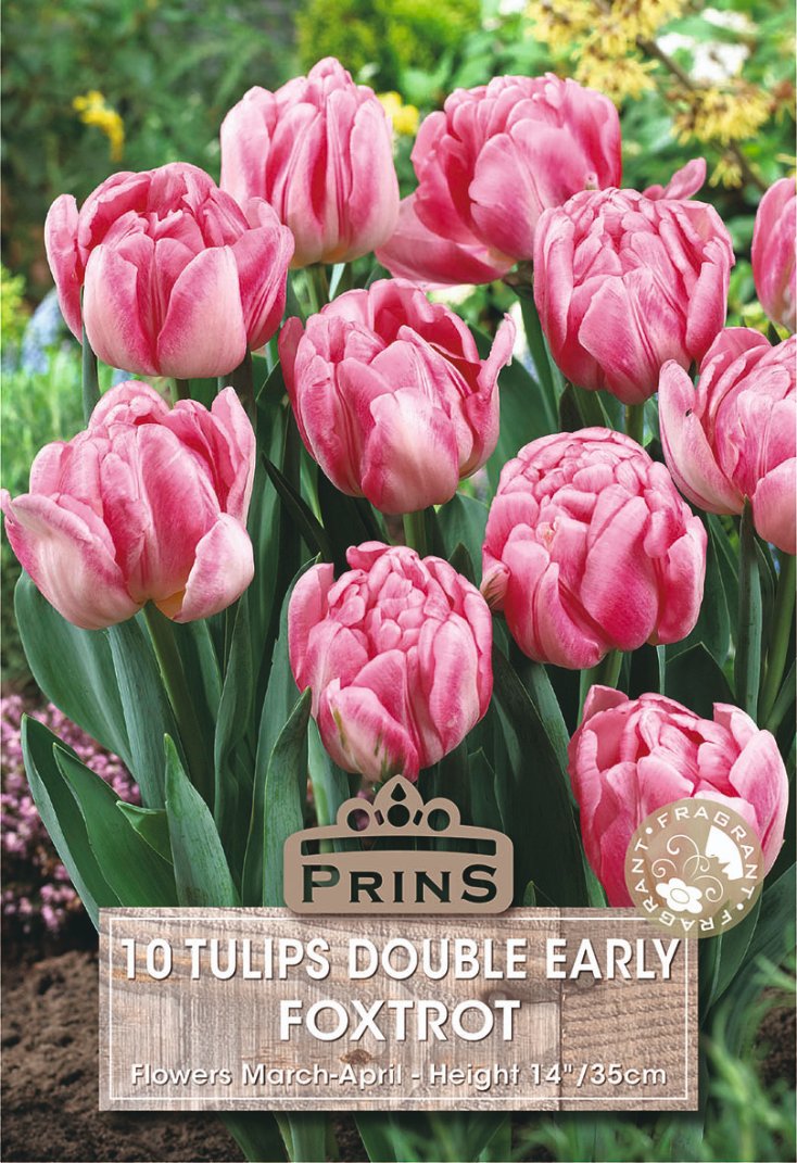 A seed packet or label-style product image showing pink tulips in bloom with green foliage and a wood-textured label reading 'PRINS 10 TULIPS DOUBLE EARLY FOXTROT' and 'Flowers March-April - Height 14' / 35cm'.
