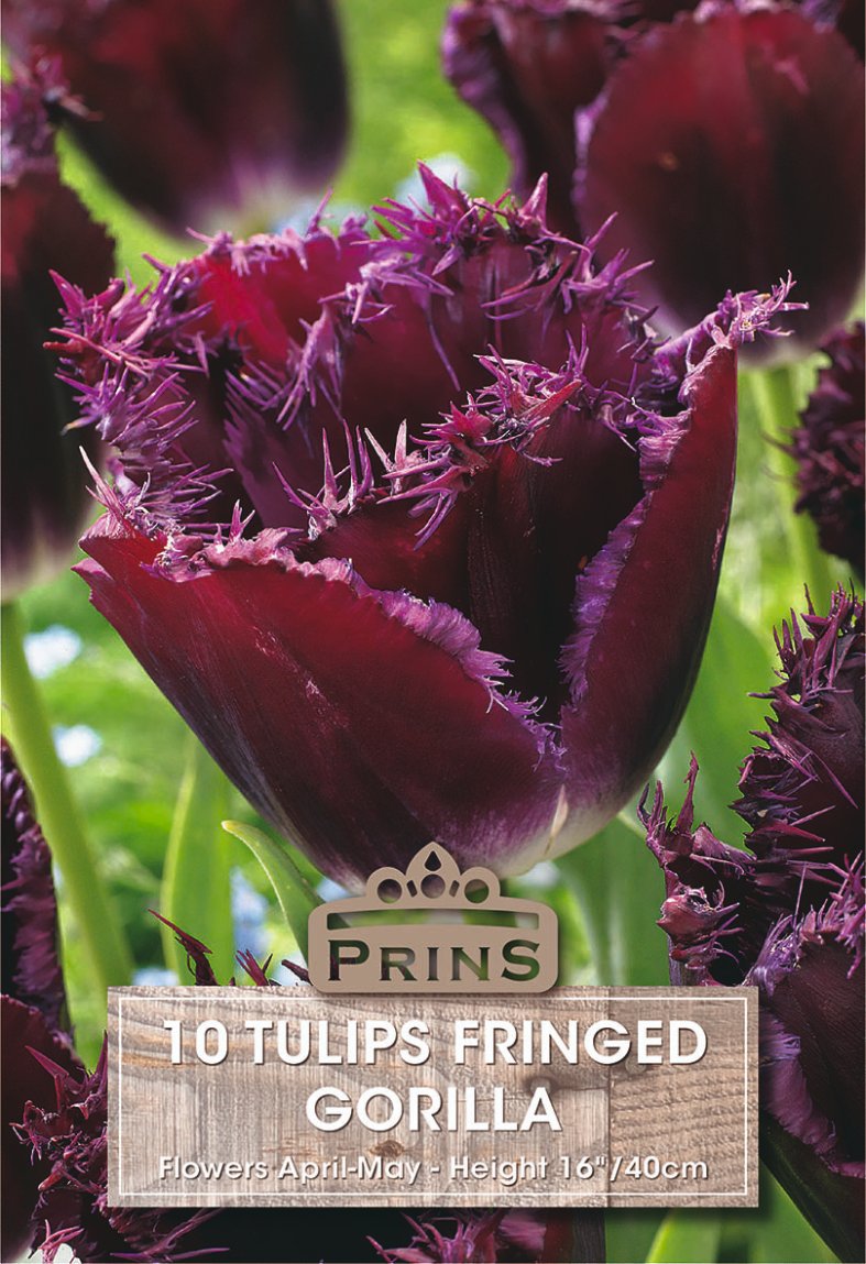 A close-up of a deep burgundy-purple fringed tulip with green foliage and a label overlay reading 'PRINS 10 TULIPS FRINGED GORILLA'.