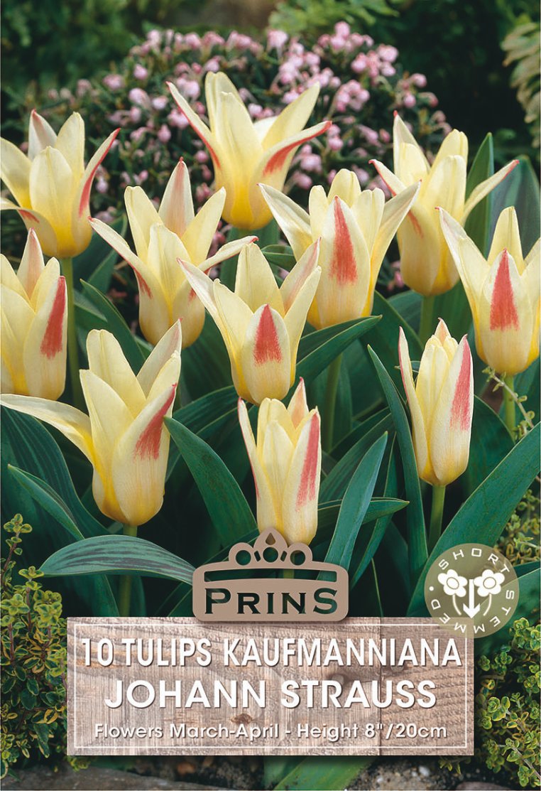 A close-up of yellow tulips with pink-red streaks on the petals, growing among green leaves in a garden setting. A label at the bottom reads 'PRINS' and '10 TULIPS KAUFMANNIANA JOHANN STRAUSS'.