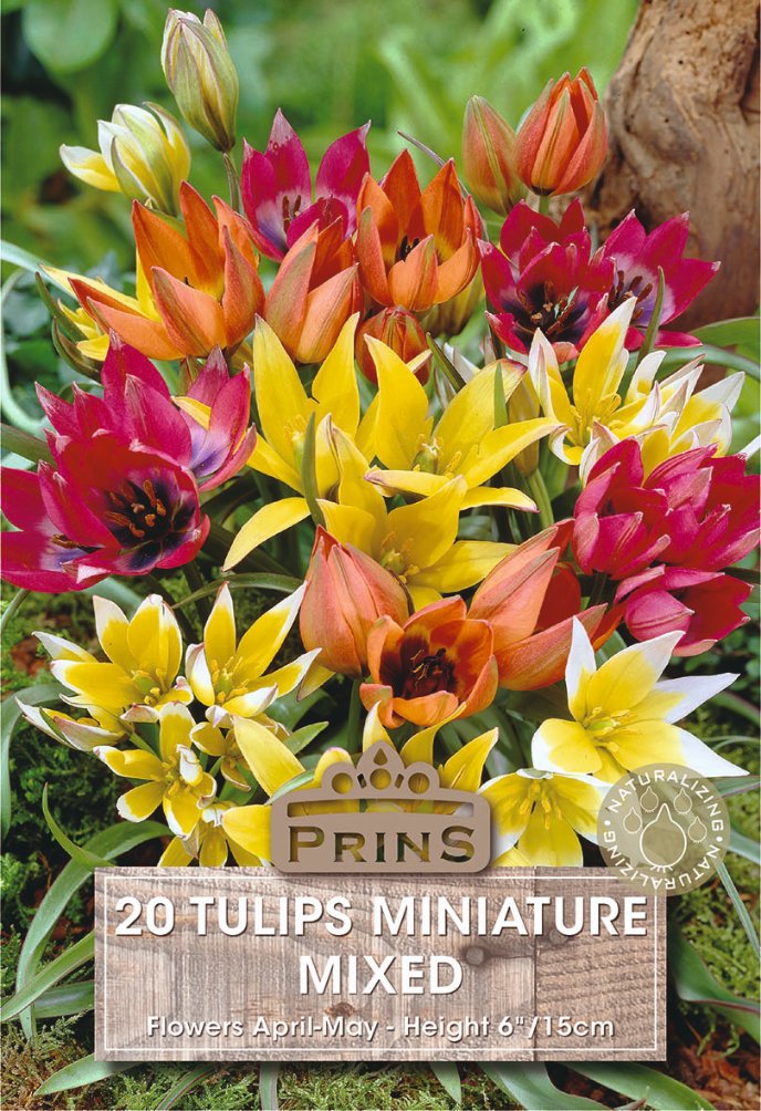 A cluster of miniature tulips in mixed colors including yellow, orange, red, and white, with a wooden label reading 'PRINS 20 TULIPS MINIATURE MIXED' over the bottom half.