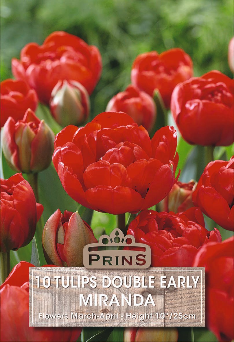 A close-up floral product image showing red tulips in bloom with a text label reading 'PRINS 10 TULIPS DOUBLE EARLY MIRANDA' and 'Flowers March-April - Height 10 / 25cm'.