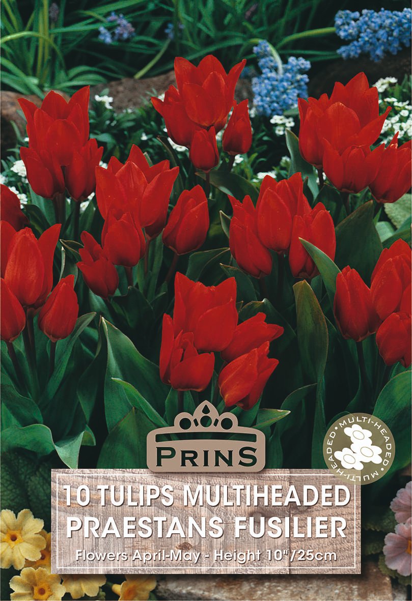 A seed packet for 'Prins 10 Tulips Multiheaded Praestans Fusilier' showing a close-up photo of vibrant red tulips with green foliage, featuring the Prins brand logo and product details.