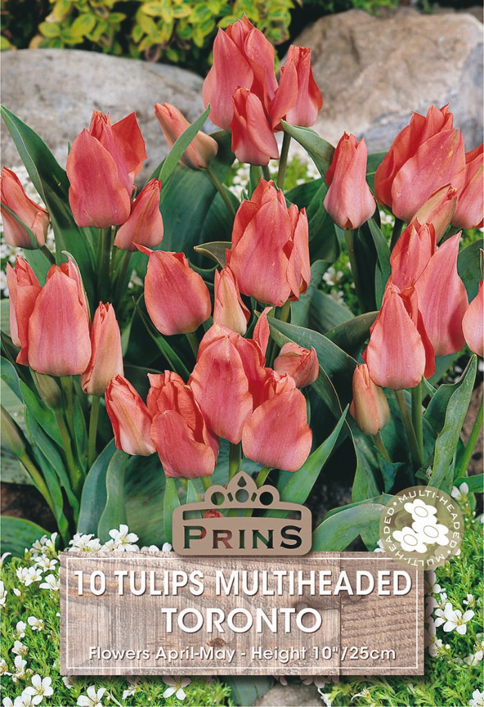 Tulip Toronto Bulbs – 10 Pack | Plants Galore – Plants Galore Online