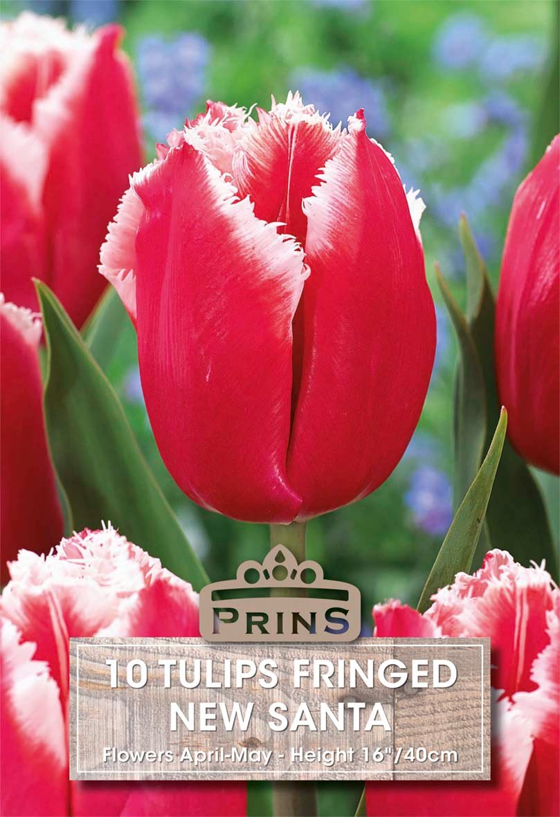 A close-up of a red-and-white fringed tulip with green leaves, surrounded by similar tulips in a garden-like blurred background. A label at the bottom reads 'PRINS 10 TULIPS FRINGED NEW SANTA' with flower height and date details.
