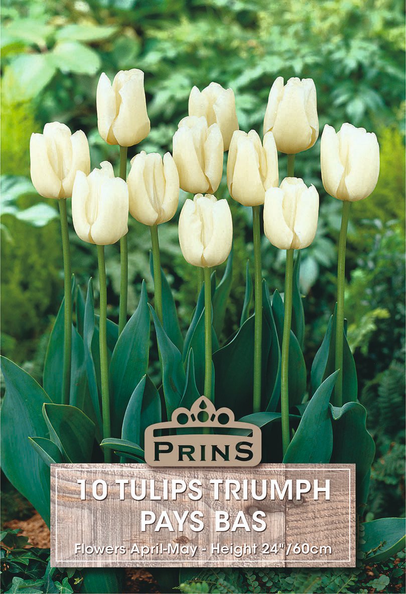 A pack of 10 white tulips from the brand PRINS, shown in a garden setting with a wooden label overlay at the bottom.