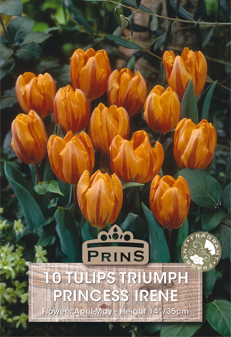 A pack of 10 tulips, 'Prins Princess Irene', showing orange flowers with green leaves, featuring a 'PRINS' brand label and a circular 'Fragrant' sticker