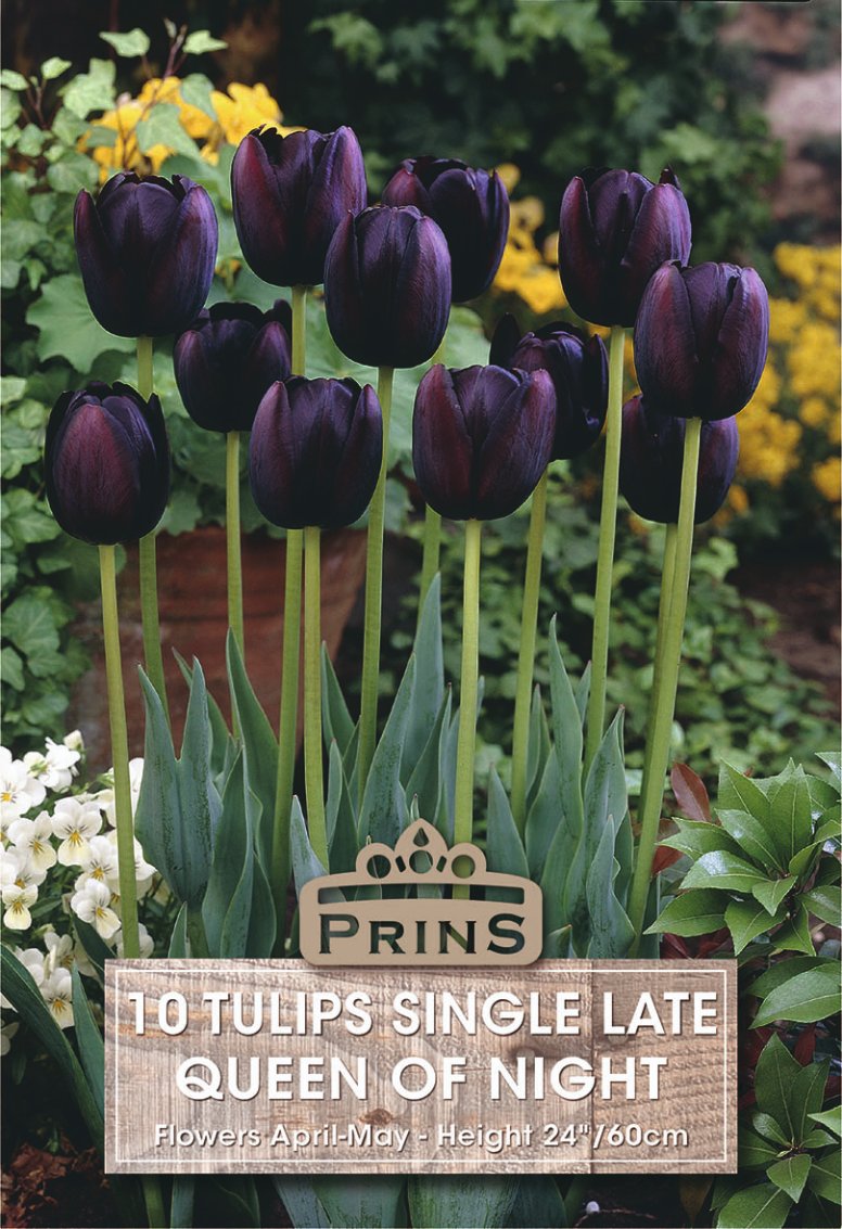 A garden-style product photo showing a cluster of dark purple tulips with green stems and leaves, with a printed label overlay reading 'PRINS 10 TULIPS SINGLE LATE QUEEN OF NIGHT' and flower details. The background is a blurred garden with green foliage and some yellow flowers.