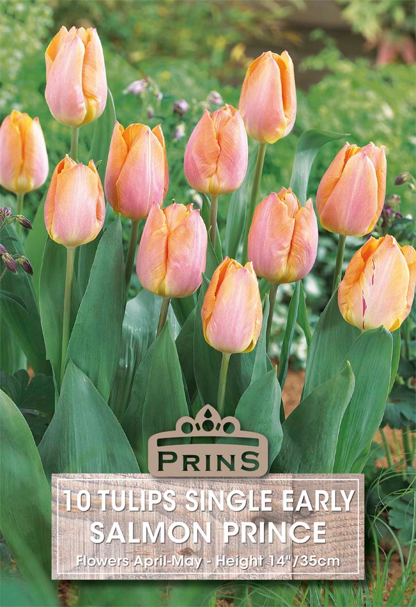 A garden-style product image showing a cluster of salmon pink tulips with green leaves and stems, overlaid with a label reading 'PRINS 10 TULIPS SINGLE EARLY SALMON PRINCE' and 'Flowers April-May - Height 14"/35cm'.
