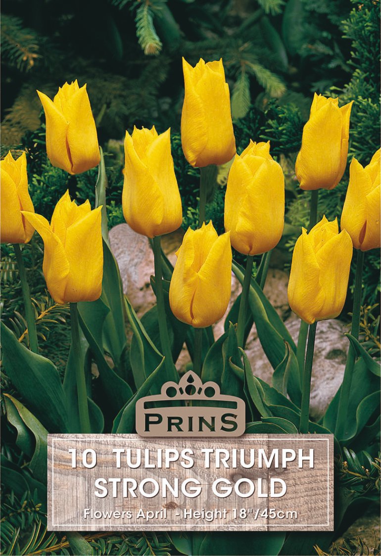 Yellow tulips in bloom with green foliage and a printed label at the bottom reading 'PRINS 10 TULIPS TRIUMPH STRONG GOLD'.
