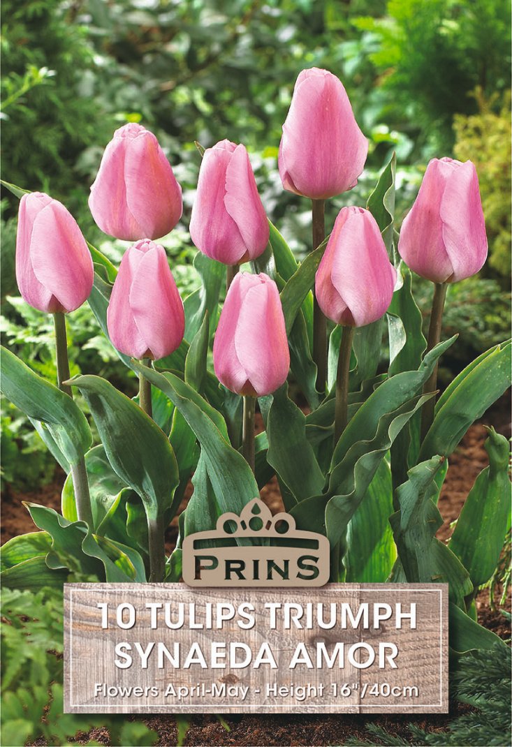 A cluster of pink tulips with green leaves in a garden setting, with a label reading 'PRINS 10 TULIPS TRIUMPH SYNAEDAE AMOR' at the bottom.