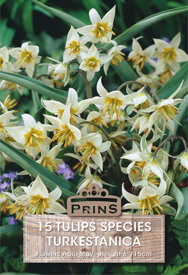 A seed packet or label for 'Prins 15 Tulips Species Turkestanica' featuring a close-up photo of white tulips with yellow centers and green leaves, with a brown wood-textured label at the bottom.