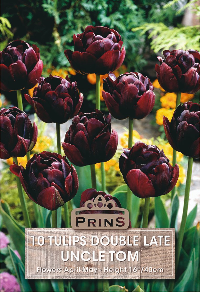 A package or label-style product image showing dark burgundy double late tulips in a garden setting, with a wood-textured label reading 'PRINS 10 TULIPS DOUBLE LATE UNCLE TOM' and smaller text about flowering dates and height.