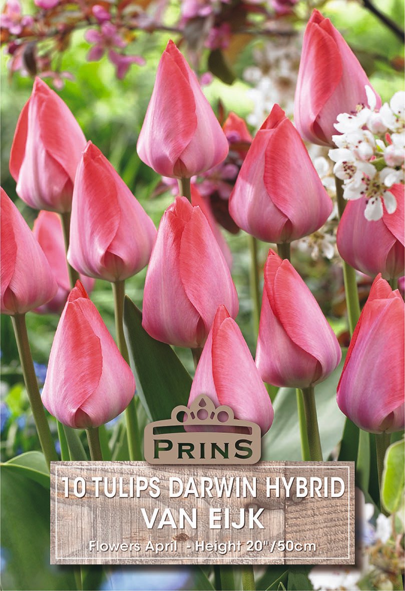 Pink tulips in bloom with a decorative label overlay reading 'PRINS 10 TULIPS DARWIN HYBRID VAN EIKJ' and 'Flowers April - Height 20 / 50cm'.