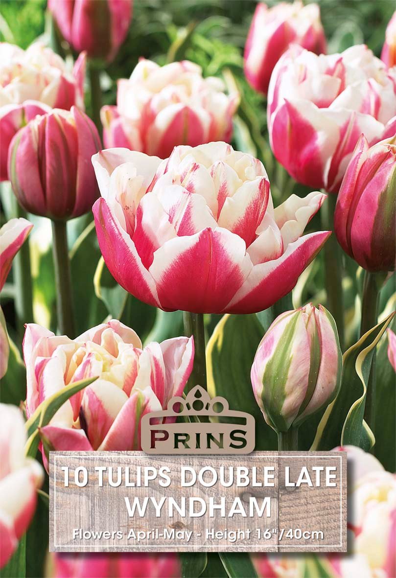 A close-up of pink-and-white tulips with a label overlay reading 'PRINS 10 TULIPS DOUBLE LATE WYNDHAM' and flower details. This is a product-focused image rather than a real environment, so subject_type is Product/Packaging.