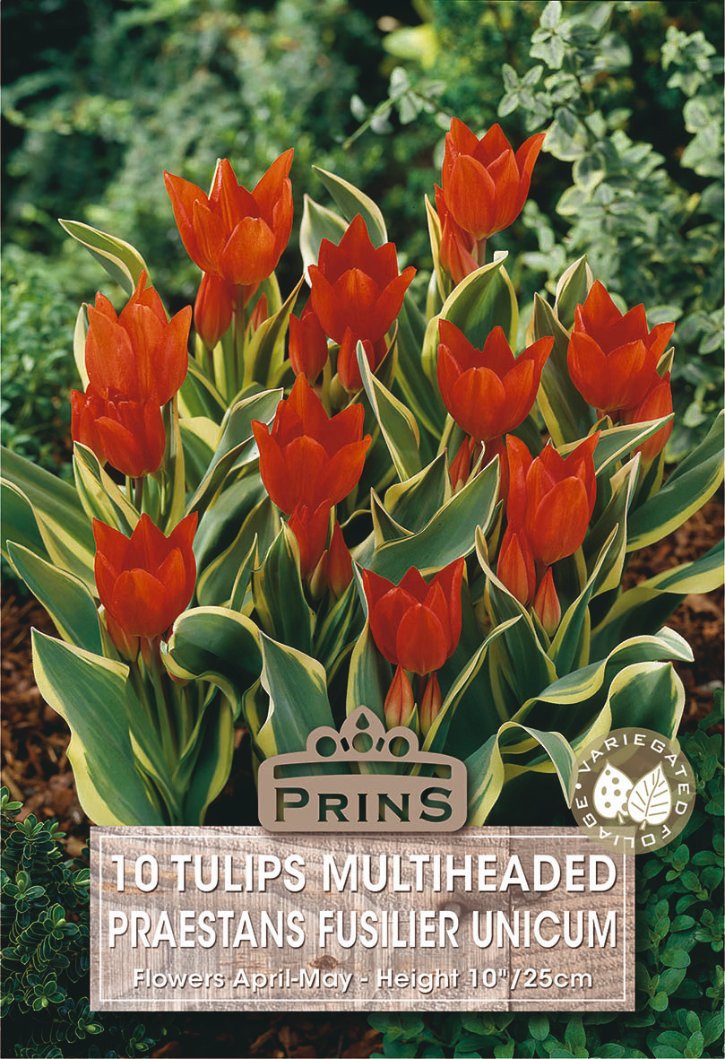 A seed packet for 'Prins' 10 Multiheaded Praestans Fusilier Unicum tulips, showing a cluster of vibrant orange-red tulips with variegated green and cream leaves against a garden background.