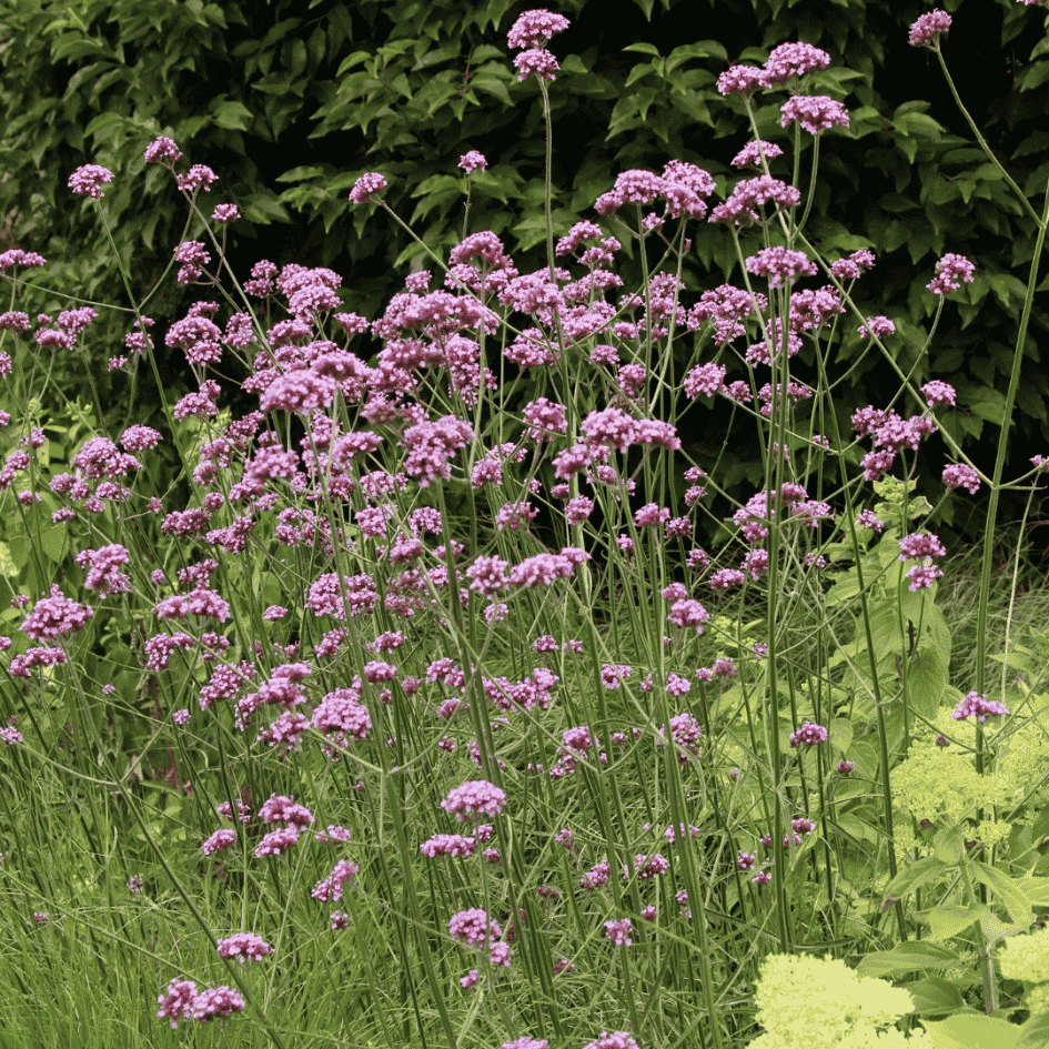 Tall slender stems of Verbena bonariensis topped with clusters of violet-purple flowers swaying above surrounding garden plants.