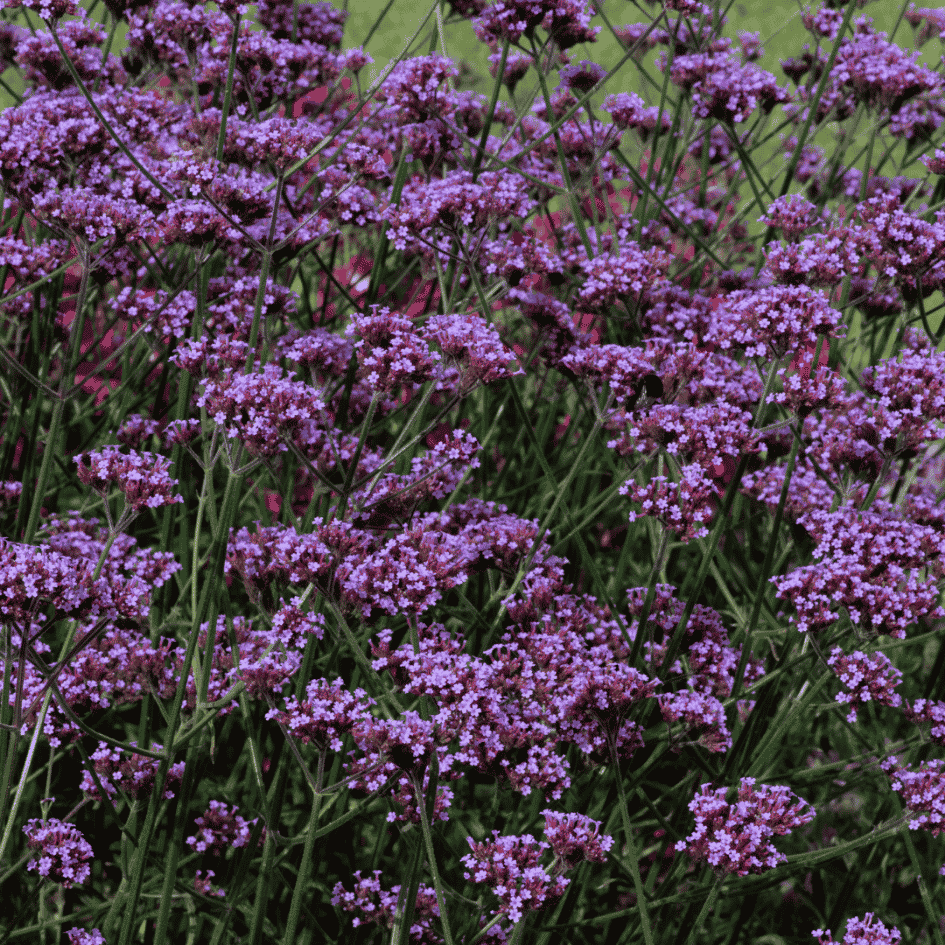 Close-up of clusters of violet-blue Verbena ‘Bonnie Blue’ flowers blooming on tall airy stems.