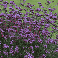 Vibrant violet-blue flower clusters of Verbena bonariensis ‘Bonnie Blue’ on slender upright stems above green foliage.
