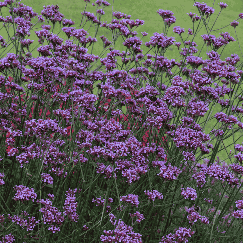 Vibrant violet-blue flower clusters of Verbena bonariensis ‘Bonnie Blue’ on slender upright stems above green foliage.