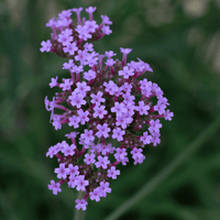 Close-up of a cluster of pink flowers with a blurred green background