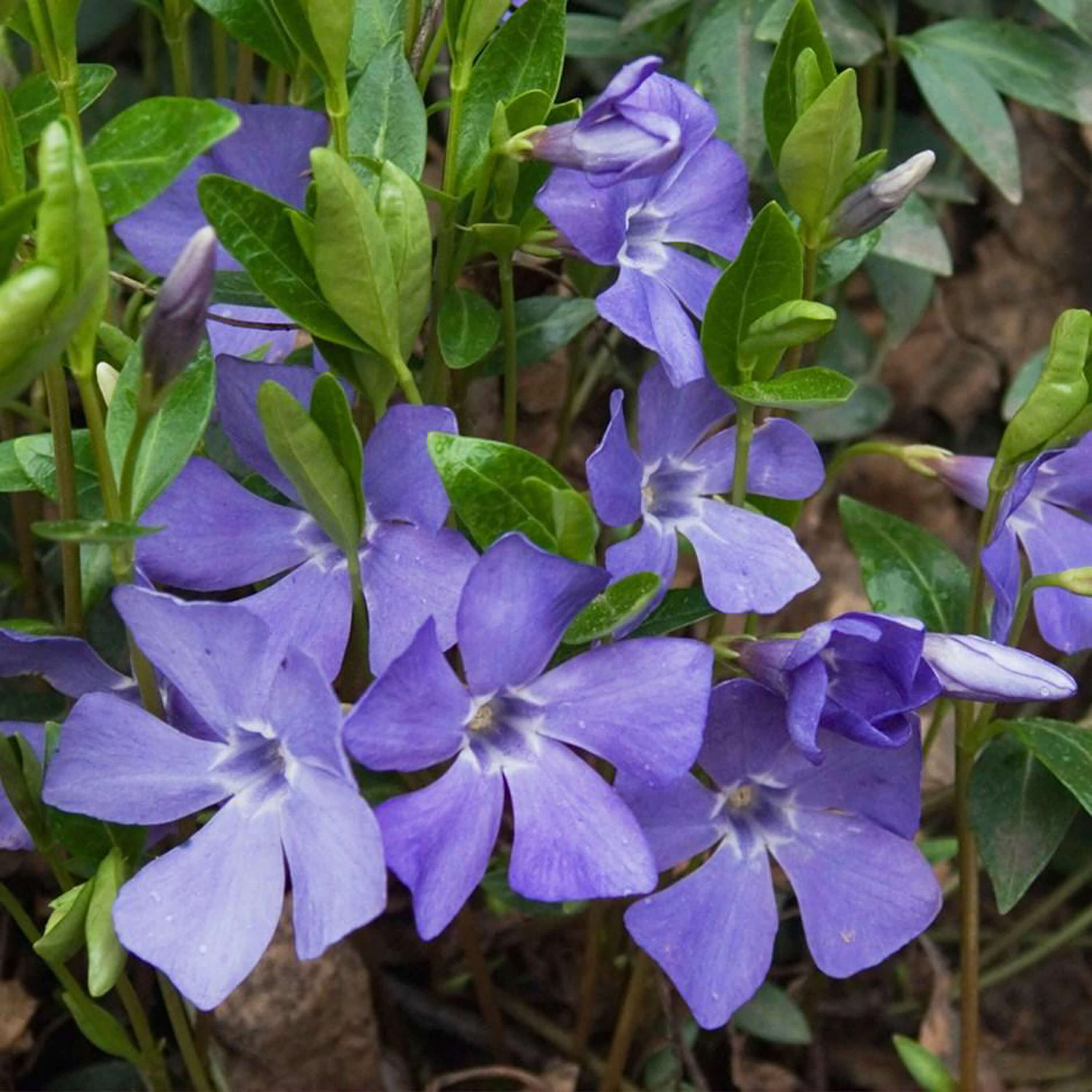 Close-up of purple flowers with green leaves