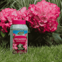 Westland Ericaceous Granular Plant Food 900g beside pink flowering rhododendrons in a garden border.