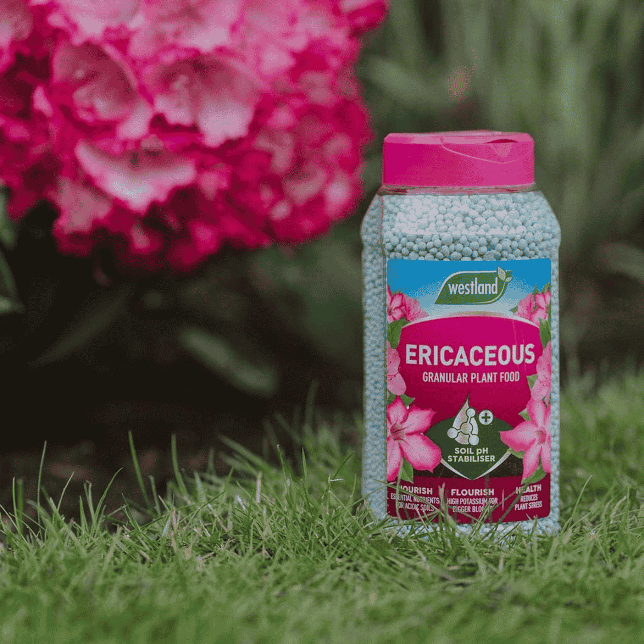 Westland Ericaceous Plant Food Granules 900g bottle on grass with pink rhododendron flowers in the background.
