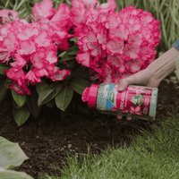 Westland Ericaceous Granular Plant Food being applied around pink flowering rhododendrons in the garden.