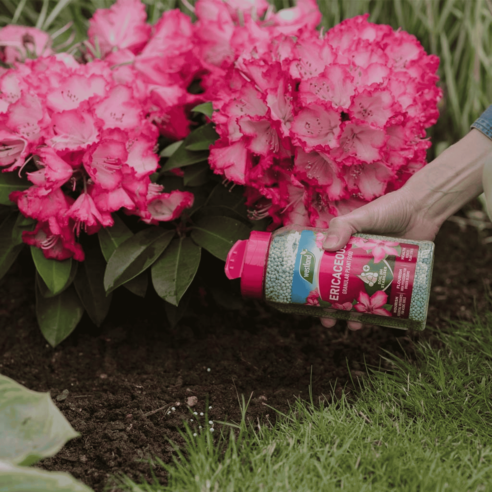 Westland Ericaceous Granular Plant Food being applied around pink flowering rhododendrons in the garden.
