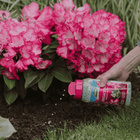Close-up of Westland Ericaceous Plant Food Granules being sprinkled onto soil around rhododendron plants.