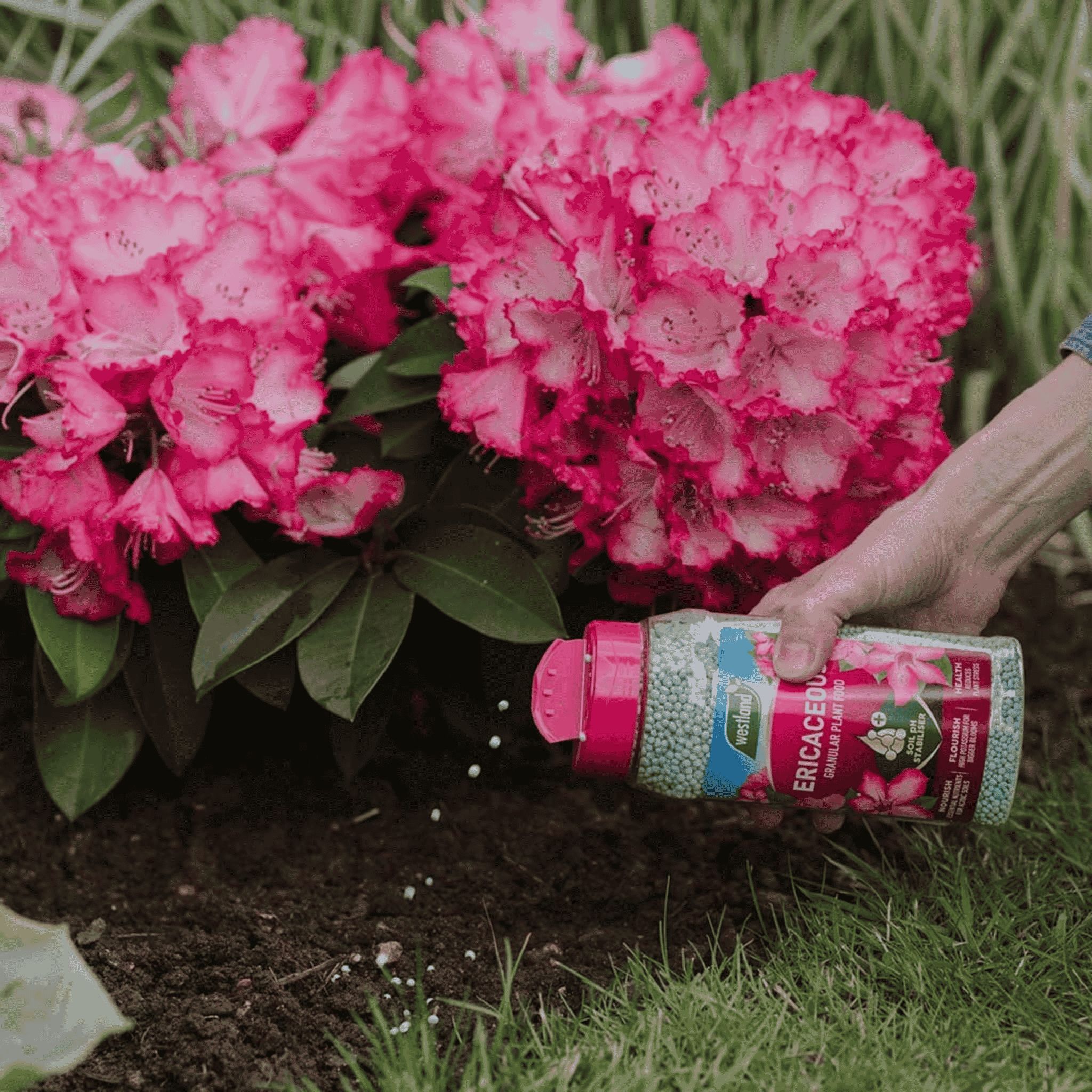 Close-up of Westland Ericaceous Plant Food Granules being sprinkled onto soil around rhododendron plants.