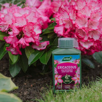 Westland Ericaceous Liquid Plant Food bottle placed beside pink flowering rhododendrons in a garden border.