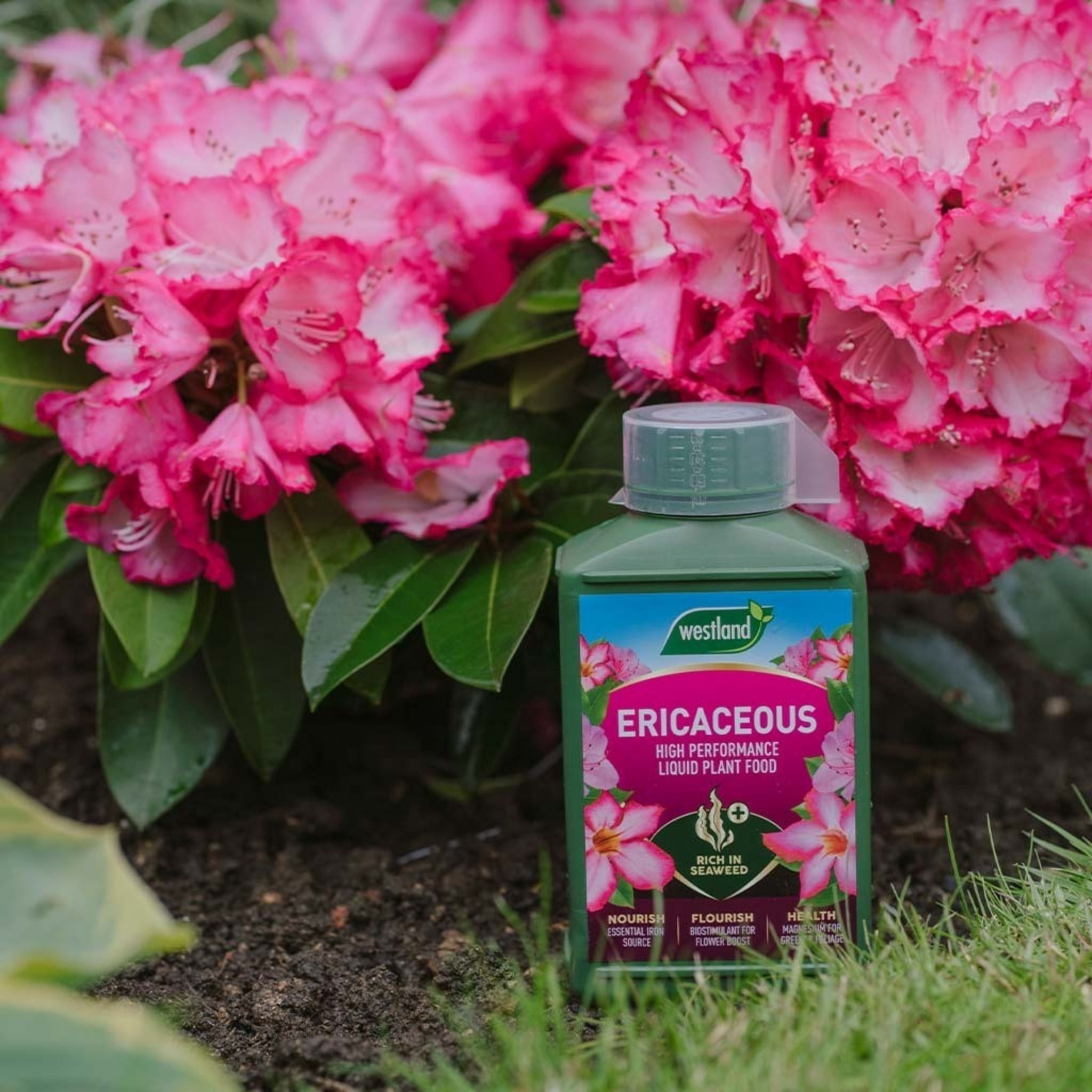 Westland Ericaceous Liquid Plant Food bottle placed beside pink flowering rhododendrons in a garden border.