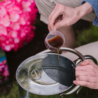 Measured Westland Ericaceous liquid feed being poured into a metal watering can for feeding acid-loving plants.