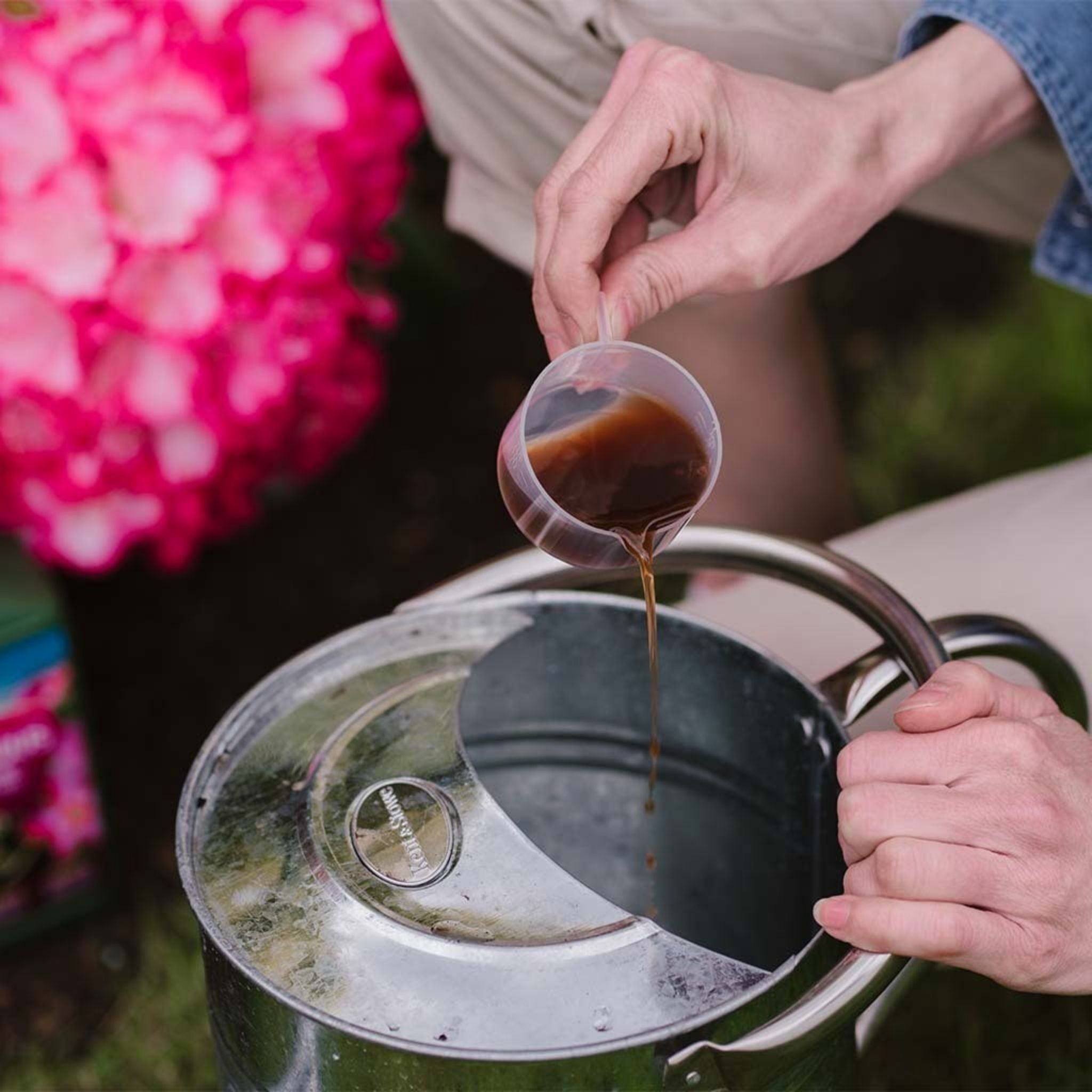 Measured Westland Ericaceous liquid feed being poured into a metal watering can for feeding acid-loving plants.