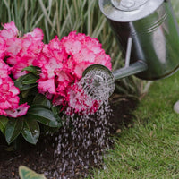 Watering pink flowering rhododendrons with Westland Ericaceous Liquid Plant Food mixed in a watering can.