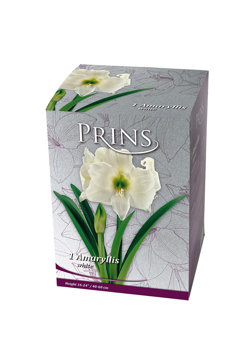 A box of PRINS Amryllis white bulbs, featuring a gray and white floral design with a large white amaryllis flower and green leaves on the front, set against a plain white background.